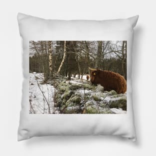 Scottish Highland Cattle Cow and Cat 2230 Pillow