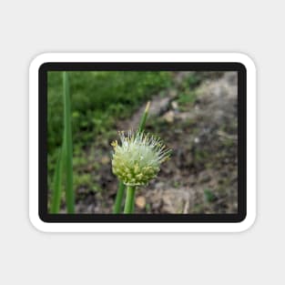 Green Onion Blossom 2 Magnet