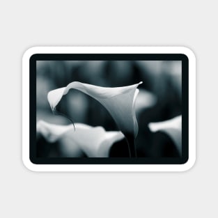 Lilies Magnet