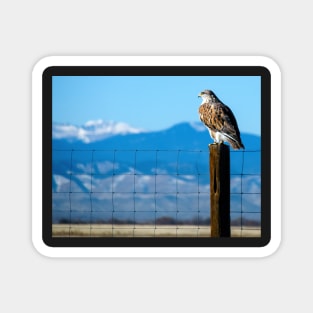 Ferruginous Hawk Magnet