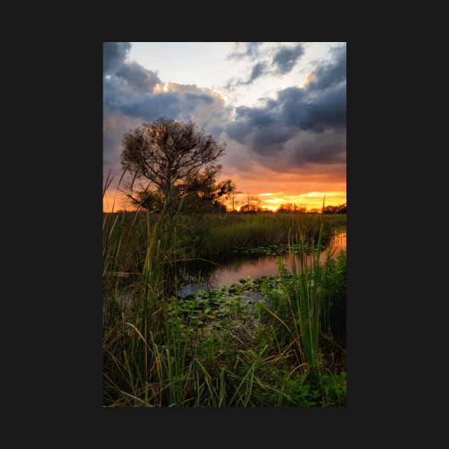 Florida Wetland at Sunset by JeffreySchwartz