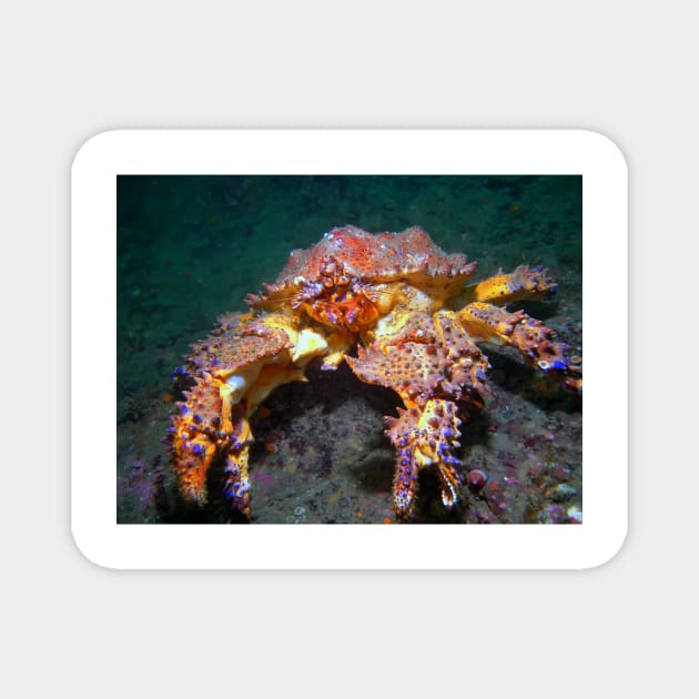 Puget Sound King Crab Magnet by naturediver