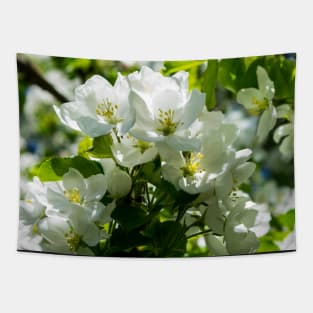 Crabapple tree in bloom Tapestry