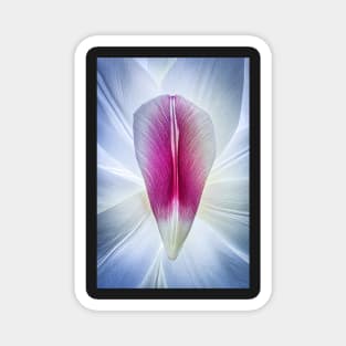 Tulip Petal Collage Magnet