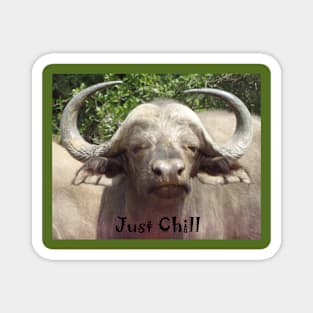 Just Chill Cool Water Buffalo Magnet