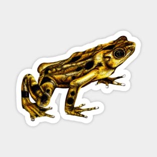 Golden frog colour illustration Magnet
