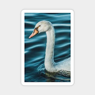 Silk Waves Swan Photograph Magnet