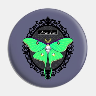 Luna Moth in a Frame Pin