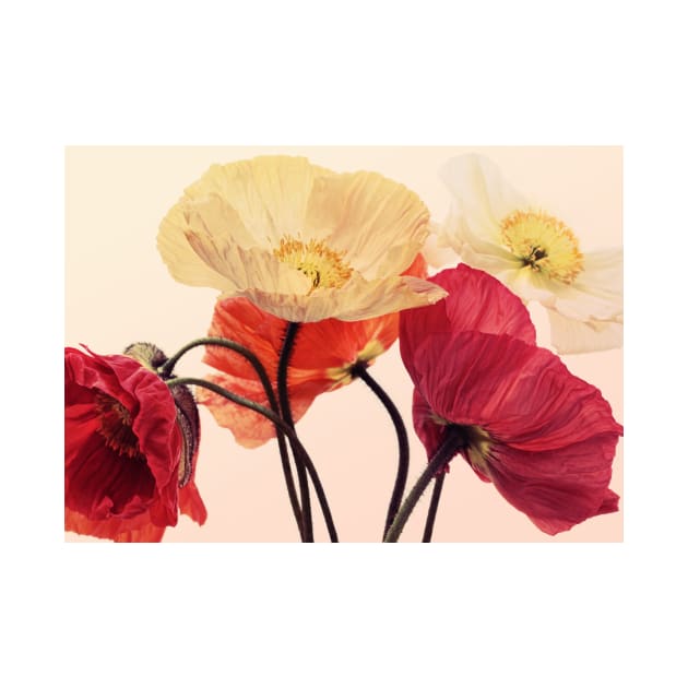 Posing Poppies by micklyn