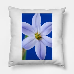 Ipheion  &#39;Rolf Fiedler&#39;  AGM  Spring starflower Pillow