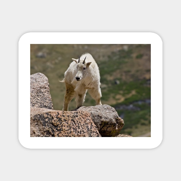 Mountain Goat Magnet by algill