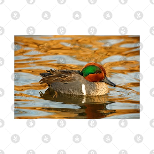 Green-Winged Teal Duck on Golden Pond by walkswithnature