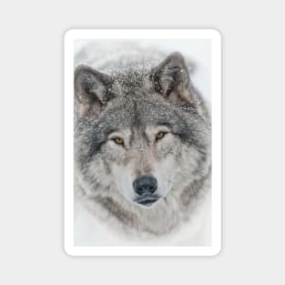 Timber Wolf Magnet