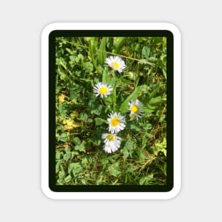 Tiny Wild Daisies Magnet