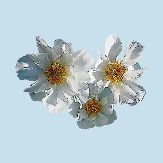 Three White Peonies by SusanSavad