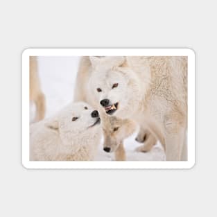 Arctic Wolves Magnet