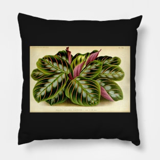 Maranta leuconeura - Botanical illustration Pillow