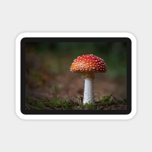 Fly Agaric Toadstool Magnet