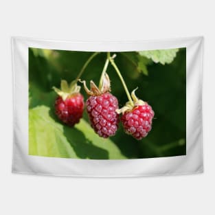 Loganberry Tapestry