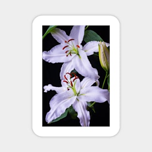 Two Beautiful White Lillies Magnet