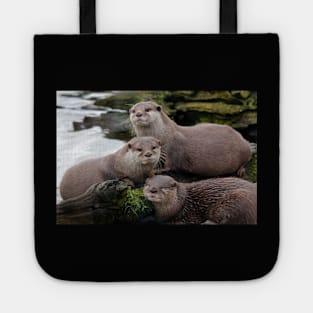 Asian short clawed otter Tote