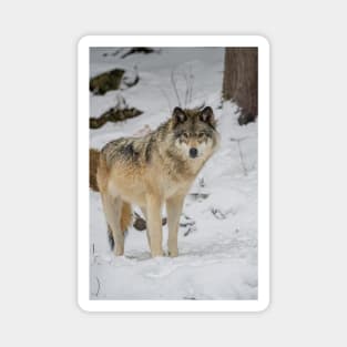 Eastern Gray Wolf Magnet