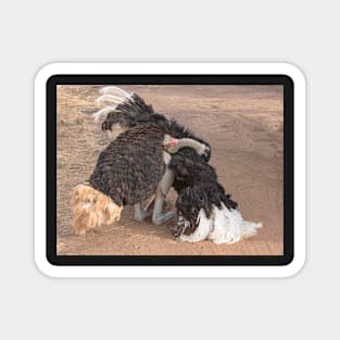 Ostrich Display Magnet