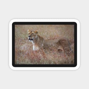 Lion in the Grass, Maasai Mara, Kenya Magnet