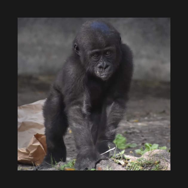 Western Lowland Gorilla by Sharonzoolady