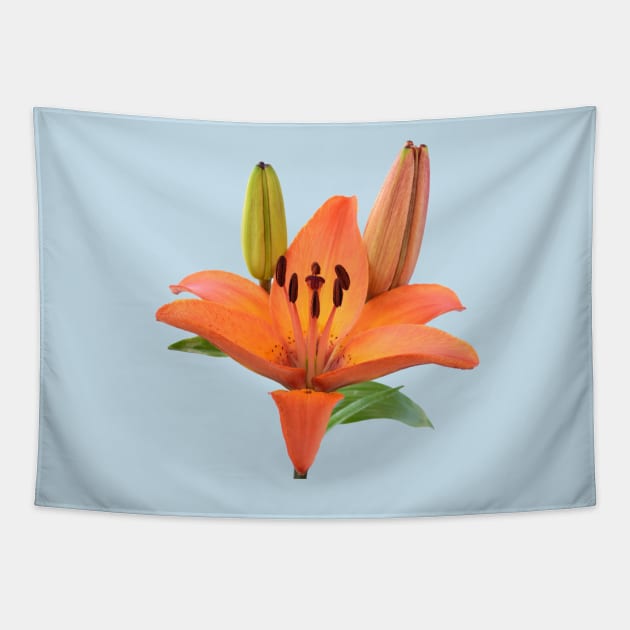 Lilium  &#39;Orange Pixie&#39;  Dwarf Asiatic lily Tapestry by chrisburrows