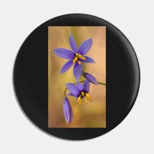 Dianella .. The intimate version Pin