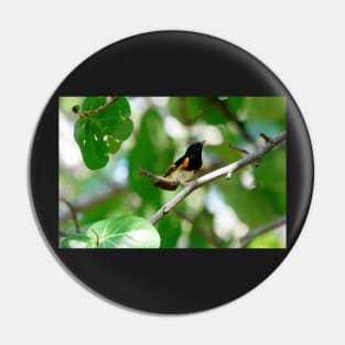 Male American Redstart Bird on Branch Pin