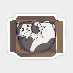 Cat Curled Up In Box Magnet