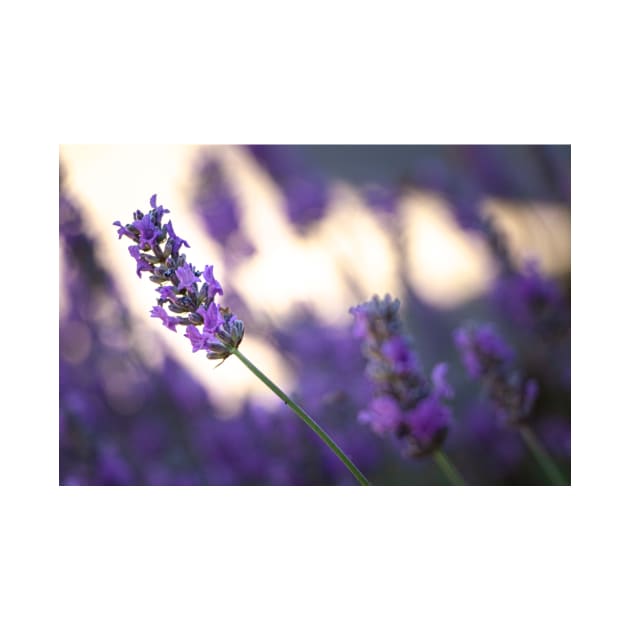 Close-up of lavender blossoms by blossomcophoto