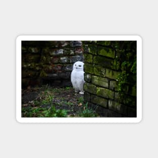 snow owl 1 / Swiss Artwork Photography Magnet