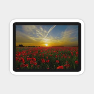 ANZAC Day Field Poppies Magnet