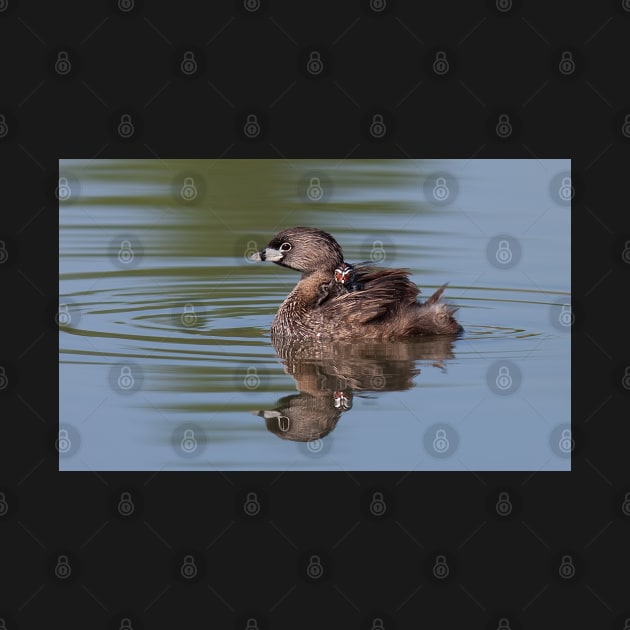 Pied-billed Grebe by Jim Cumming