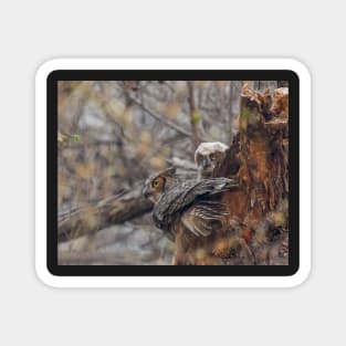 Great Horned Owl Watches For Danger With an Owlet At Its Nest Magnet