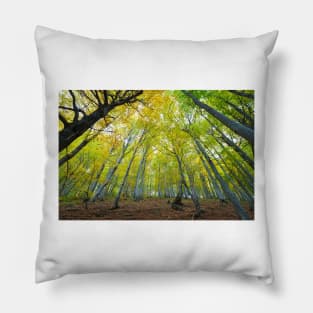 Green beech forest illuminated by the sun, low and wide angle view Pillow