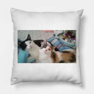 Cats on a bed Pillow