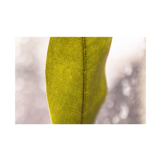 Close-up of a green leaf by blossomcophoto