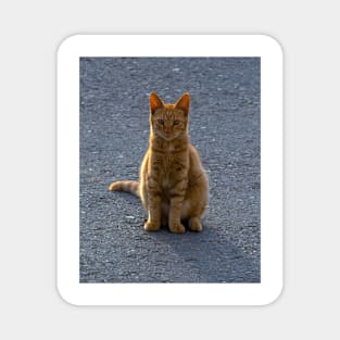 Sun-Kissed Feline: A Ginger Cat Enjoys the Outdoors Magnet