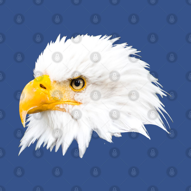 Discover Bald eagle - United States Of America - T-Shirt