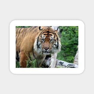 Sumatran Tiger 2 Magnet