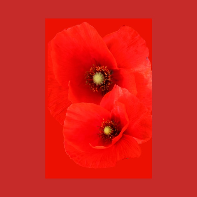 Two Red Poppies floral by oknoki