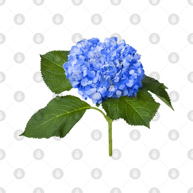 Blue Hydrangea Flower by dahyala