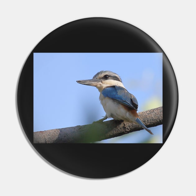 Red-backed Kingfisher Pin by Carole-Anne