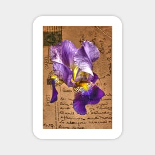 Iris on Vintage Post Card Magnet