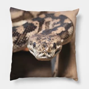 South-West Carpet Python Pillow