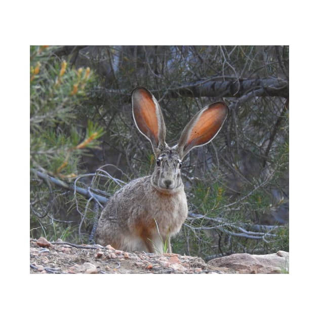 Jackrabbit, rabbit, wildlife, wild animals, Curious Jack by sandyo2ly